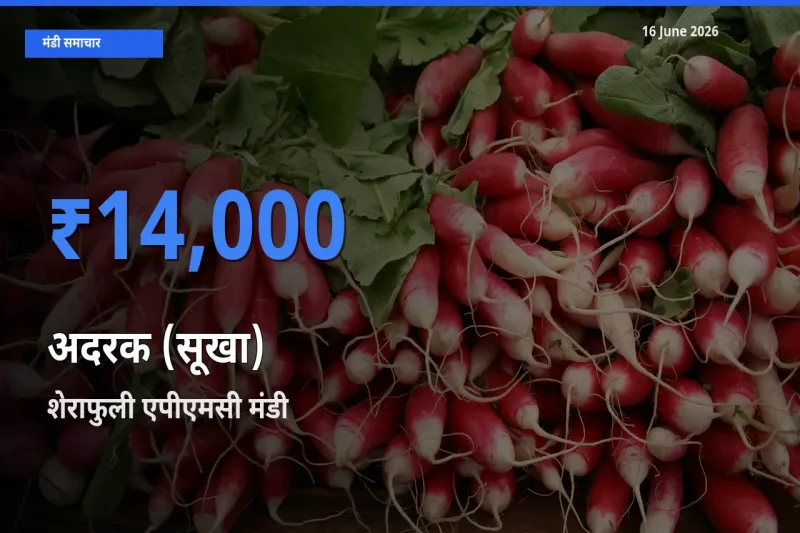 बाज़ार संकेत: शेराफुली एपीएमसी बना अदरक (सूखा) के लिए आज की टॉप मंडी