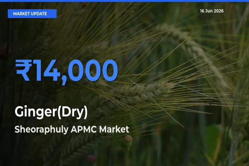 Sheoraphuly APMC Emerges as Top Mandi for Ginger(Dry) Prices Today