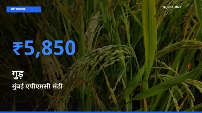आज गुड़ के सबसे ऊँचे दाम ₹5,850 मुंबई एपीएमसी मंडी में