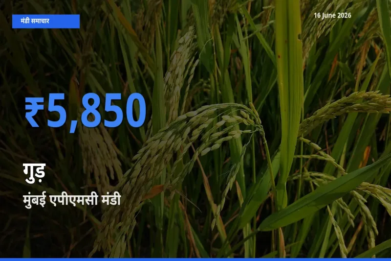 आज गुड़ के सबसे ऊँचे दाम ₹5,850 मुंबई एपीएमसी मंडी में