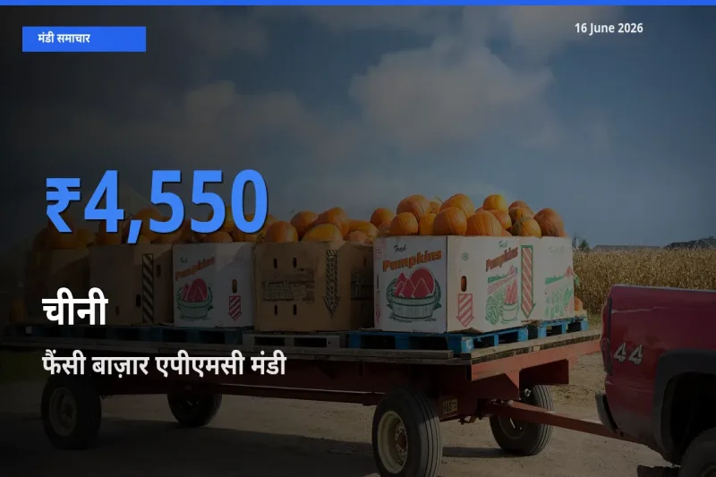 टॉप मंडी बना फैंसी बाज़ार एपीएमसी! चीनी के सबसे ऊँचे दाम यहीं दर्ज