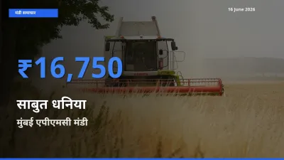 आज साबुत धनिया के सबसे ज़्यादा दाम मुंबई एपीएमसी मंडी में दर्ज