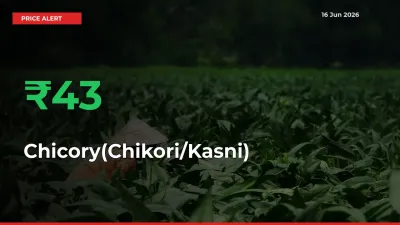 Big Rally! Chicory(Chikori/Kasni) Climbs 42.61% in 24 Hours at Top Mandis