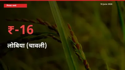 16.01% की गिरावट! मंडी में लोबिया (चावली) के दाम अचानक टूटे