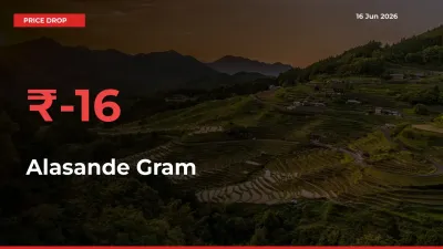 Sharp Fall! Alasande Gram Prices Plunge 16.01% in a Day at Key Mandis