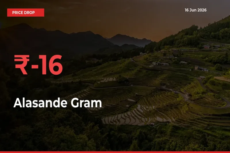 Sharp Fall! Alasande Gram Prices Plunge 16.01% in a Day at Key Mandis