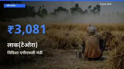 विदिशा एपीएमसी मंडी में लाक(टेओरा) ₹3,081 पर पहुँचा – आज का सर्वोच्च भाव