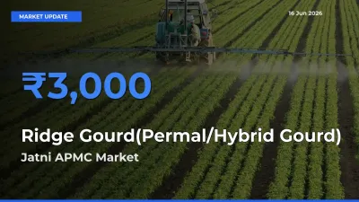 Top Performer! Jatni APMC Offers Best Ridge Gourd(Permal/Hybrid Gourd) Price Today