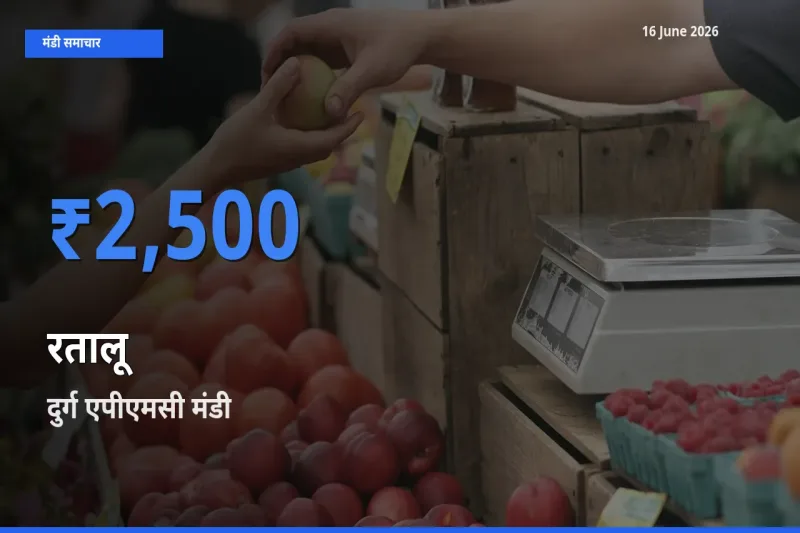 दुर्ग एपीएमसी मंडी में रतालू ₹2,500 पर पहुँचा – आज का सर्वोच्च भाव