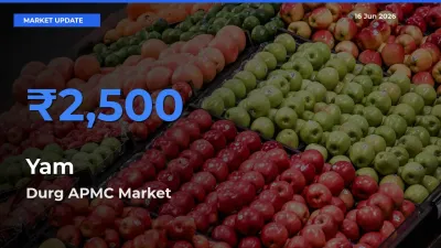 Durg APMC Tops Yam Rates – June 16 Market Update