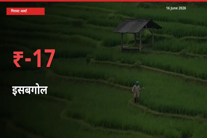 आज का मंडी भाव: इसबगोल के दाम मंडी में 16.79% नीचे