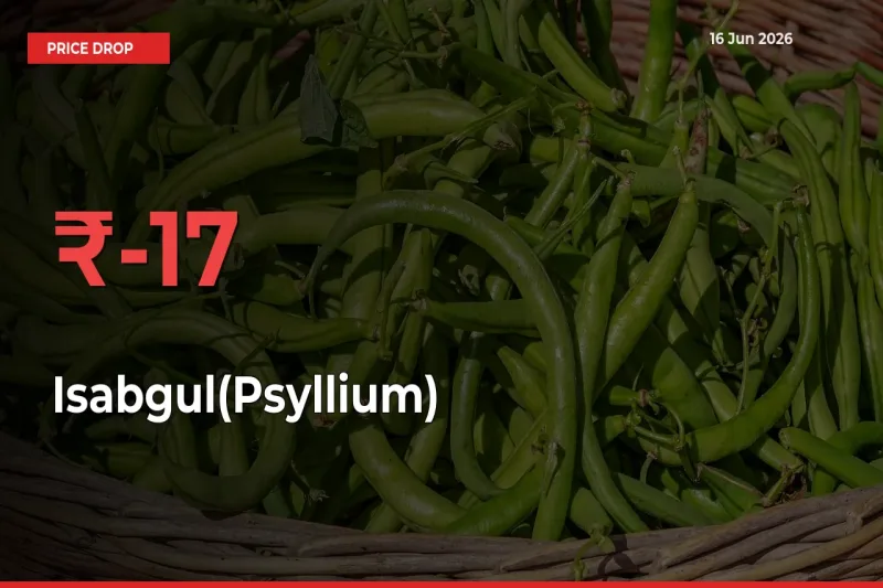Sudden Shock! Isabgul(Psyllium) Drops 16.79% in 24 Hours at Top Mandis