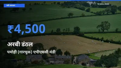 पमोही (गारचुक) एपीएमसी में अरबी डंठल का आज सबसे ऊँचा भाव