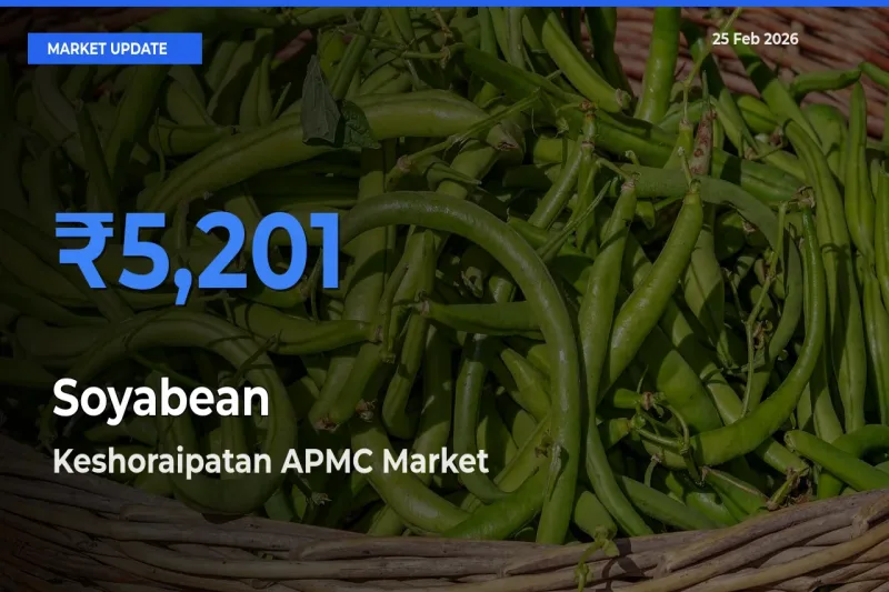 Keshoraipatan APMC Emerges as Top Mandi for Soyabean Prices Today