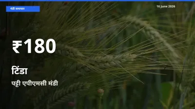 किसानों के लिए चिंता का विषय? टिंडा के दाम पट्टी एपीएमसी में 30 दिन के न्यूनतम स्तर पर