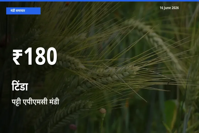 किसानों के लिए चिंता का विषय? टिंडा के दाम पट्टी एपीएमसी में 30 दिन के न्यूनतम स्तर पर