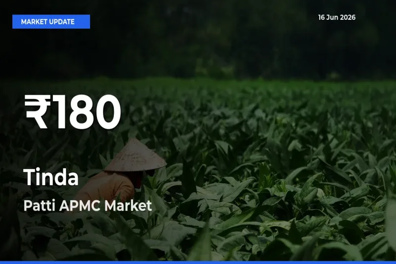 Tinda Mandi Rate Today: 30-Day Low Recorded in Patti APMC