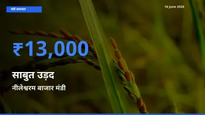 आज साबुत उड़द के सबसे ज़्यादा दाम नीलेश्वरम बाजार मंडी में दर्ज