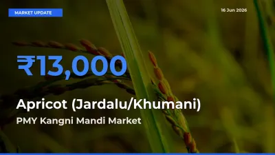 Top Performer! PMY Kangni Mandi Offers Best Apricot (Jardalu/Khumani) Price Today