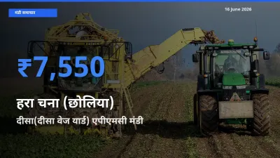 आज हरा चना (छोलिया) के सबसे ज़्यादा दाम दीसा(दीसा वेज यार्ड) एपीएमसी मंडी में दर्ज