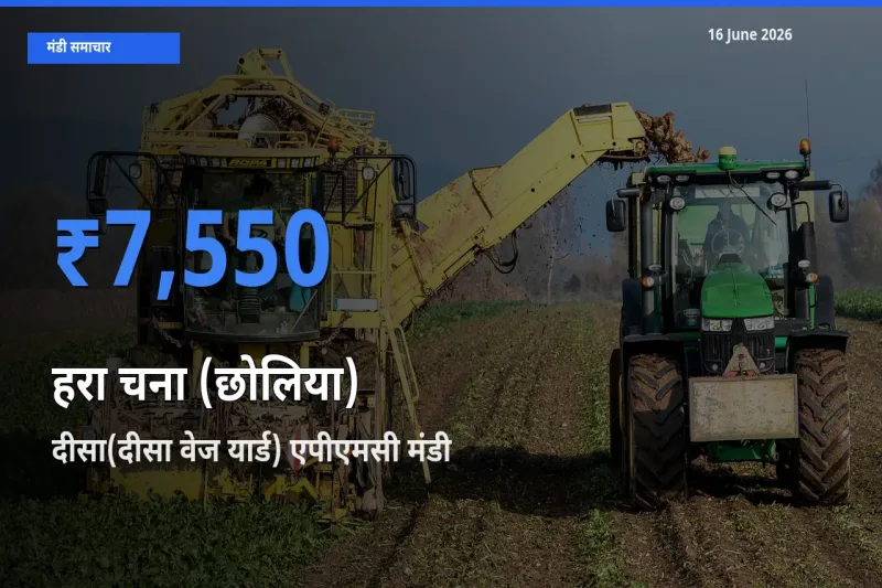 आज हरा चना (छोलिया) के सबसे ज़्यादा दाम दीसा(दीसा वेज यार्ड) एपीएमसी मंडी में दर्ज