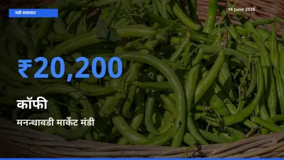 किसानों की पसंद बना मनन्थावडी मार्केट, कॉफी के सबसे अच्छे दाम