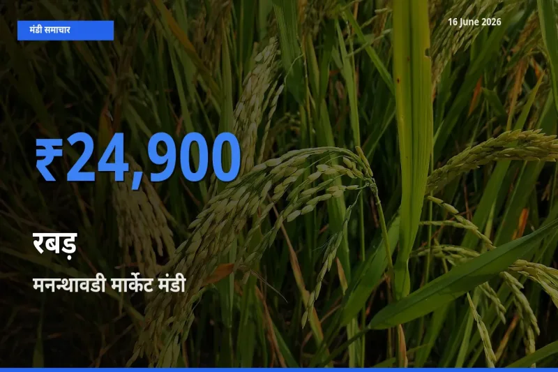 टॉप मंडी बना मनन्थावडी मार्केट! रबड़ के सबसे ऊँचे दाम यहीं दर्ज