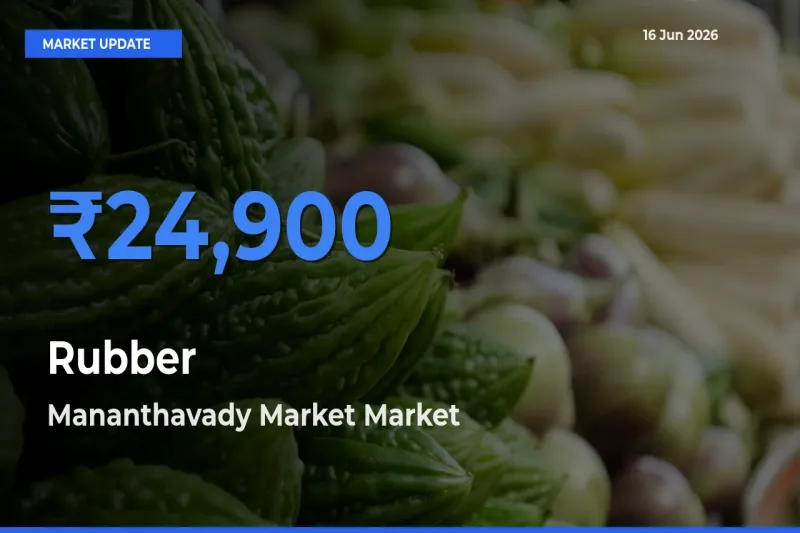 Rubber Mandi Rate Today: Mananthavady Market Tops the List
