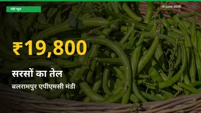 बलरामपुर एपीएमसी में सरसों का तेल ₹19,800 पर पहुँचा – अब तक का उच्चतम भाव