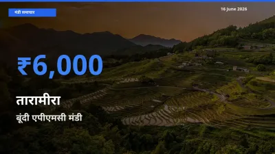 बूंदी एपीएमसी में तारामीरा का आज सबसे ऊँचा भाव