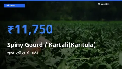 किसानों की पसंद बना सूरत एपीएमसी, Spiny Gourd / Kartali(Kantola)
 के सबसे अच्छे दाम