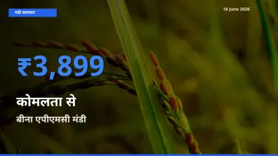 आज कोमलता से के सबसे ऊँचे दाम ₹3,899 बीना एपीएमसी मंडी में