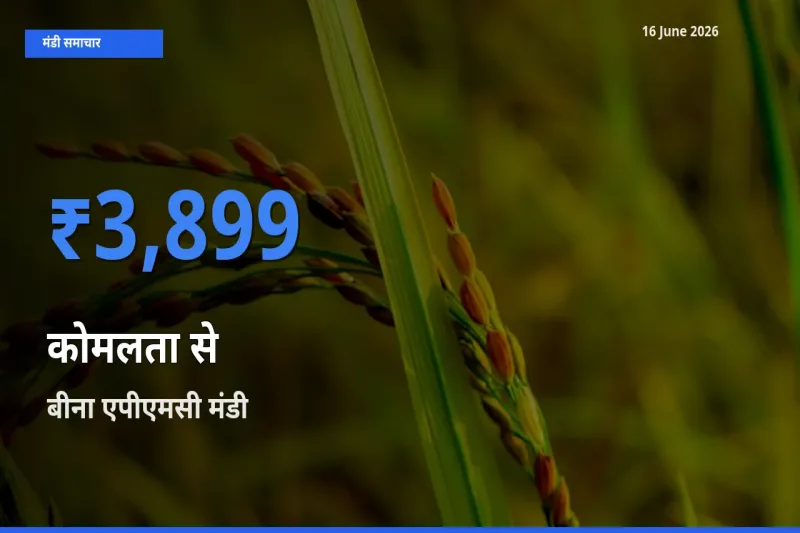 आज कोमलता से के सबसे ऊँचे दाम ₹3,899 बीना एपीएमसी मंडी में