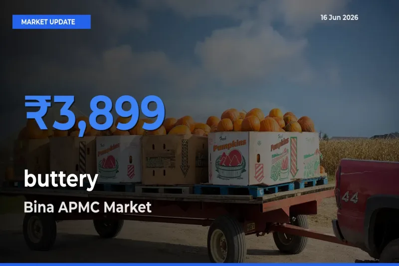 Bina APMC Tops buttery Rates – June 16 Market Update