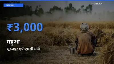 बाज़ार संकेत: सूरजपुर एपीएमसी बना महुआ के लिए आज की टॉप मंडी