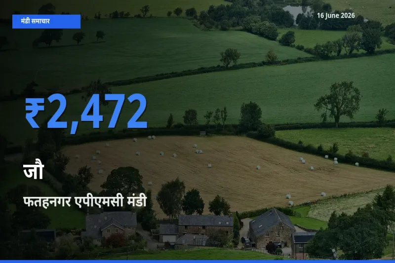किसानों की पसंद बना फतहनगर एपीएमसी, जौ के सबसे अच्छे दाम