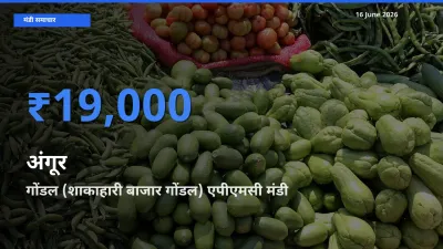बाज़ार संकेत: गोंडल (शाकाहारी बाजार गोंडल) एपीएमसी बना अंगूर के लिए आज की टॉप मंडी