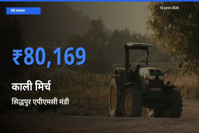 टॉप मंडी बना सिद्धपुर एपीएमसी! काली मिर्च के सबसे ऊँचे दाम यहीं दर्ज