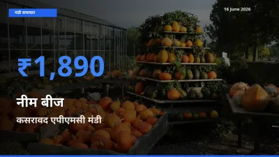 आज का मंडी भाव: नीम बीज के सबसे ज़्यादा दाम कसरावद एपीएमसी में