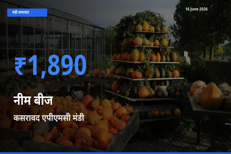 आज का मंडी भाव: नीम बीज के सबसे ज़्यादा दाम कसरावद एपीएमसी में