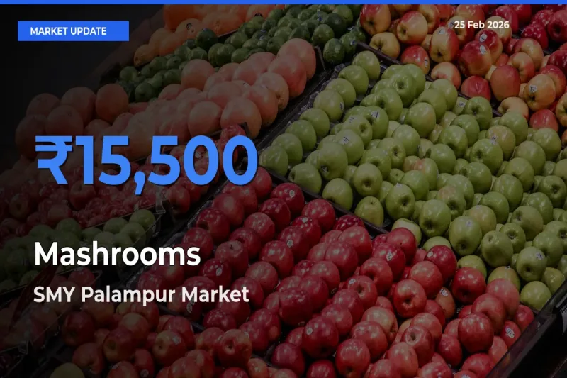 SMY Palampur Tops Mashrooms Rates – February 25 Market Update