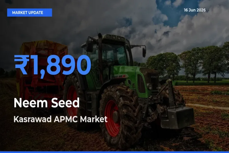 Market Watch: Kasrawad APMC Becomes Top Mandi for Neem Seed