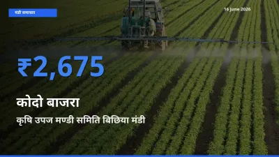 कृषि उपज मण्डी समिति बिछिया मंडी में आज कोदो बाजरा के सबसे ऊँचे दाम दर्ज