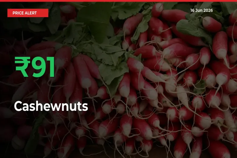 Big Rally! Cashewnuts Climbs 90.87% in 24 Hours at Top Mandis