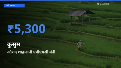 आज का मंडी भाव: कुसुम के सबसे ज़्यादा दाम औराद शाहजानी एपीएमसी में