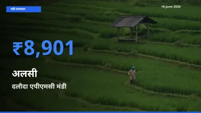 टॉप मंडी बना दलौदा एपीएमसी! अलसी के सबसे ऊँचे दाम यहीं दर्ज