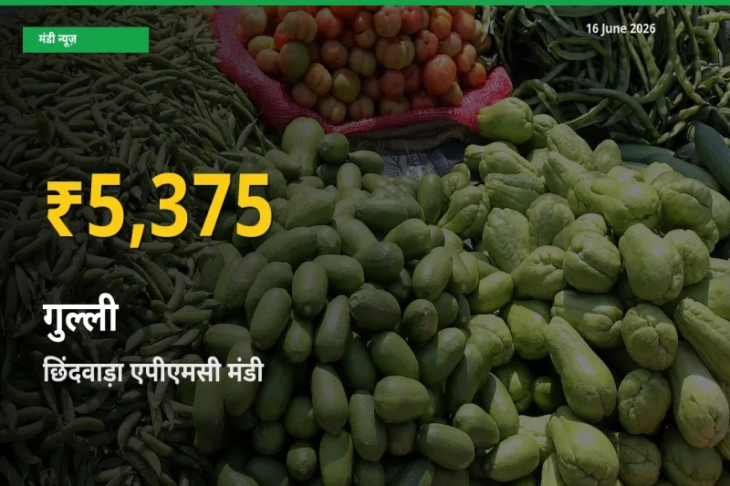 रिकॉर्ड तेज़ी! छिंदवाड़ा एपीएमसी में गुल्ली ₹5,375 पर पहुँचा