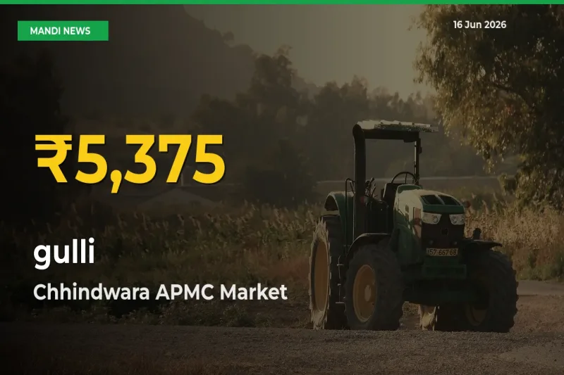 Chhindwara APMC Leads as gulli Hits Highest Rate – June 16 Update