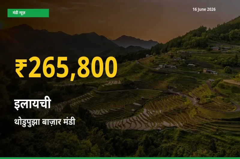 30 दिनों में सबसे ऊँचे स्तर पर इलायची के दाम, थोडुपुझा बाज़ार में उछाल