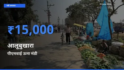 16 June अपडेट: आलूबुखारा के सबसे ऊँचे दाम पीएमवाई ऊना मंडी में
